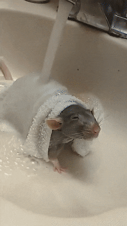 Szczur w kąpieli